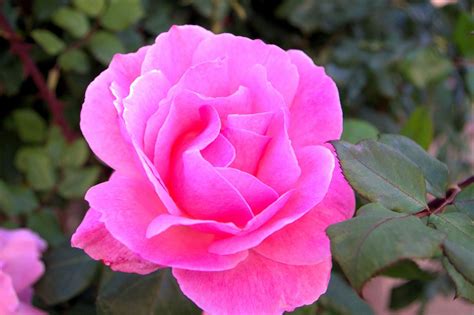 beautiful pink rose images